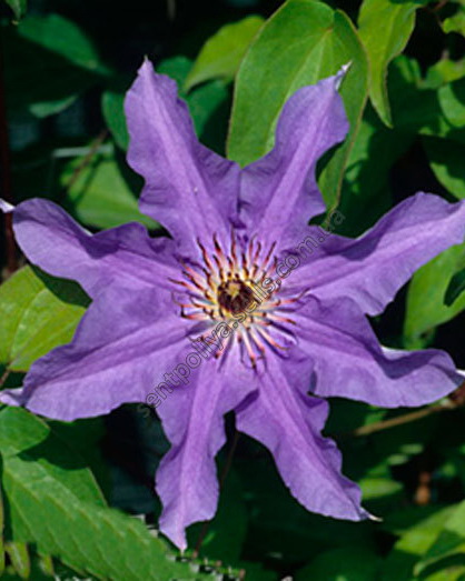 Клематис `Дети Варшавы`, Clematis `Dzieci Warszawyl` | СадПарад